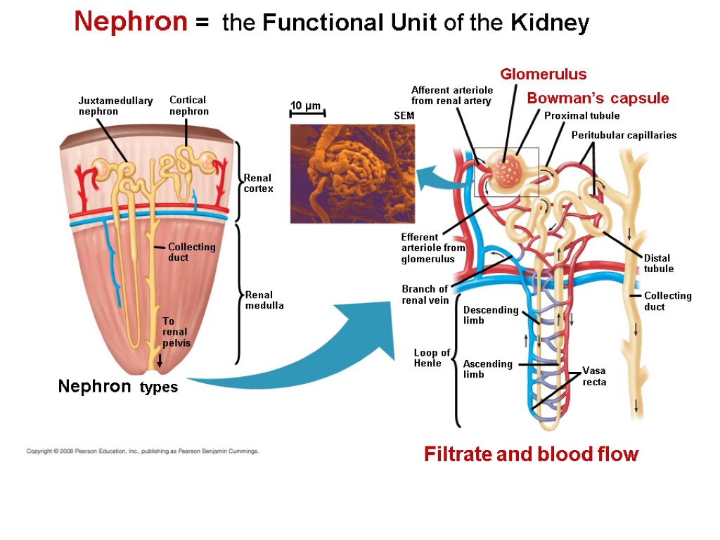 Nephron = the Functional Unit of the Kidney Cortical nephron Juxtamedullary nephron Collecting duct